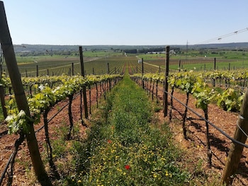 masseria torricella