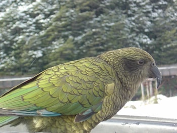 arthurs pass alpine motel