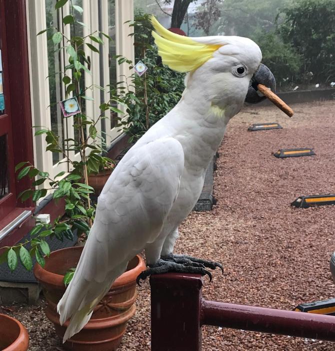 kurrara historic guest house