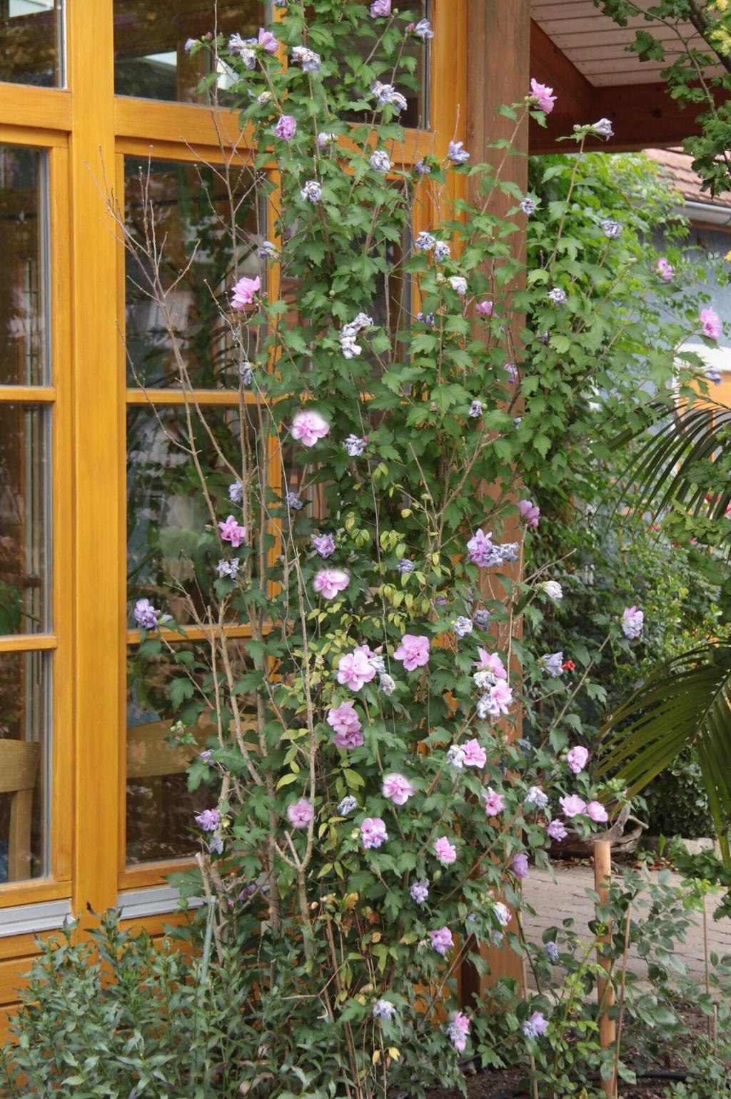 gasthaus sindel buckel herrenhaus