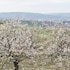 cluj napoca
