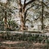 mouton plantation