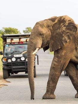 leopard tree lodge