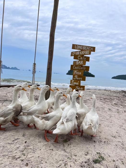long beach club krabi
