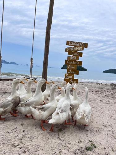 long beach club krabi