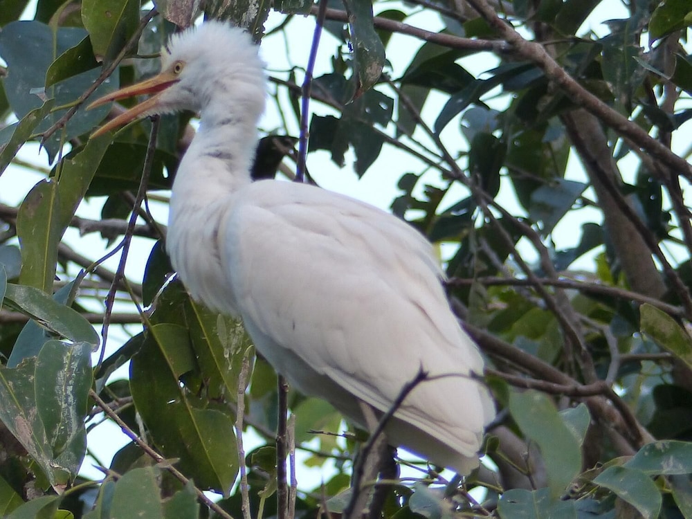 ziguinchor