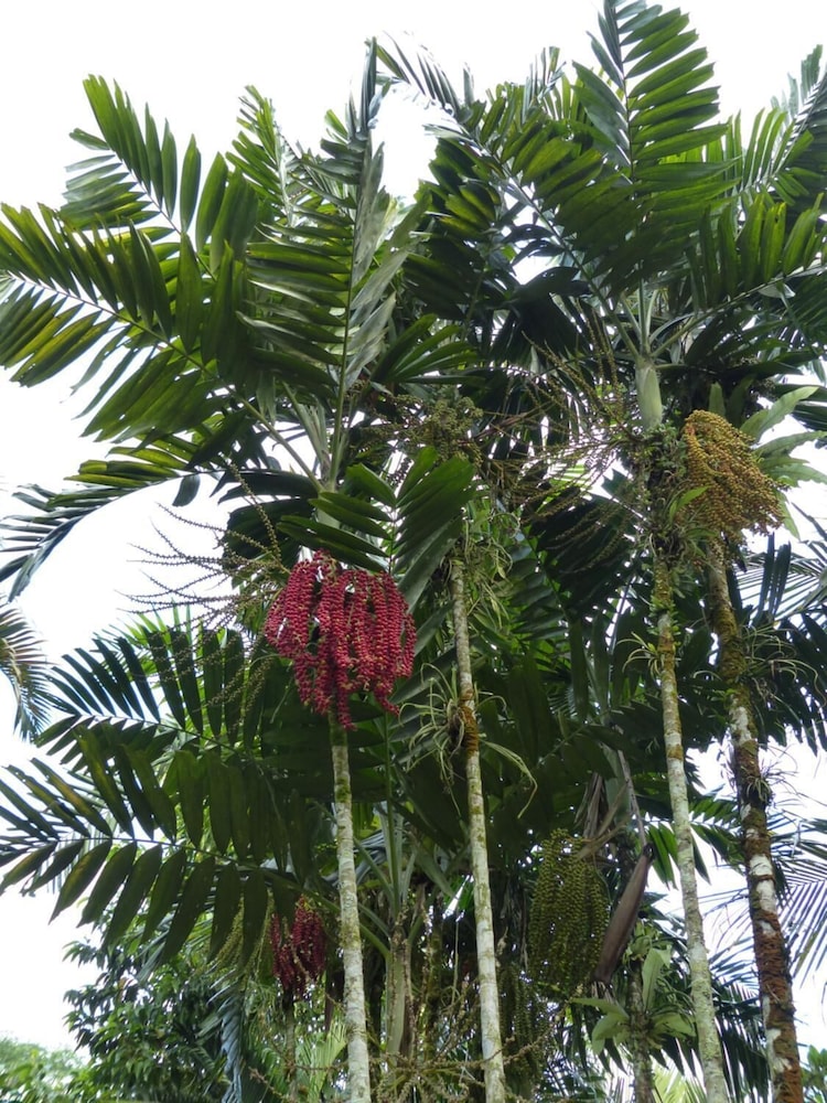ziguinchor