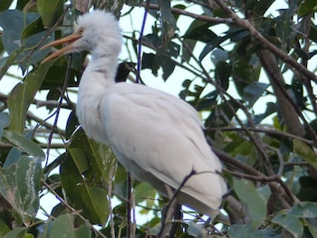 ziguinchor