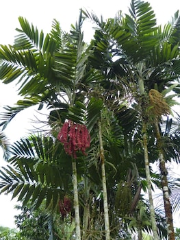 ziguinchor