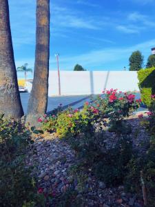 royal inn and suites