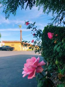 royal inn and suites