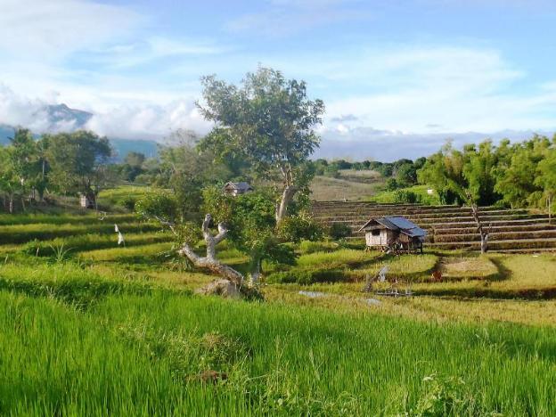 pura vida beach and dive resort