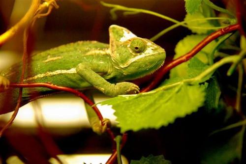 hotel and spa kameleon