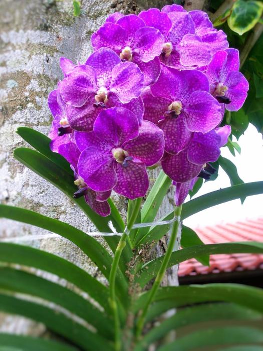 the golddiggers resort phuket