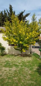 arles