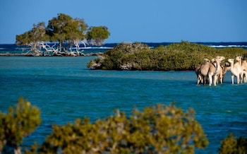 oyster bay beach suites
