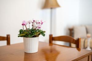 plethora homes