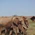kilima safari camp