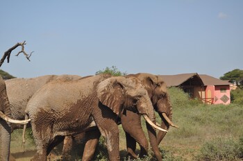 kilima safari camp