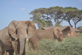 kilima safari camp