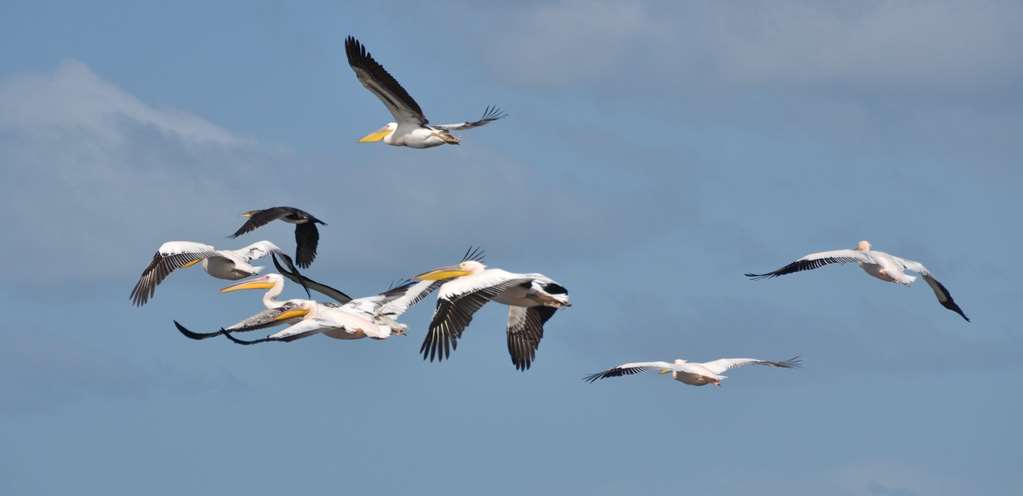 de hoop opstal houses