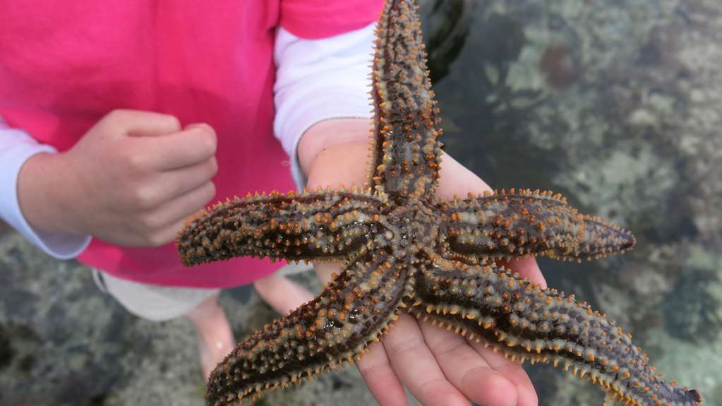 de hoop opstal houses