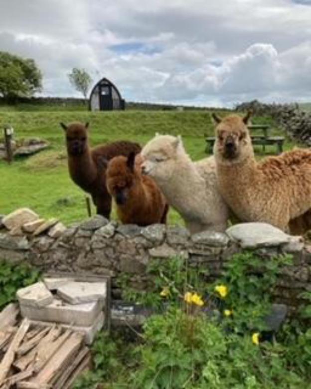 llwyn onn guest house