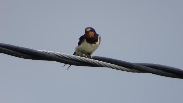llwyn onn guest house