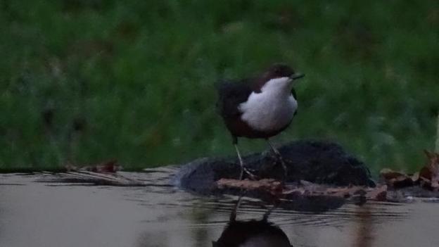 llwyn onn guest house