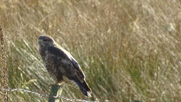 llwyn onn guest house