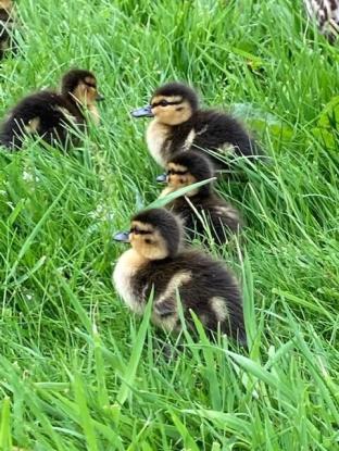 llwyn onn guest house