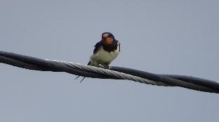 llwyn onn guest house