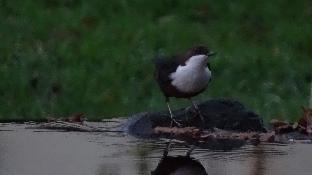 llwyn onn guest house