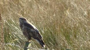 llwyn onn guest house