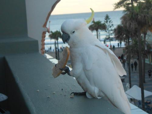 boardrider backpacker and budget motel