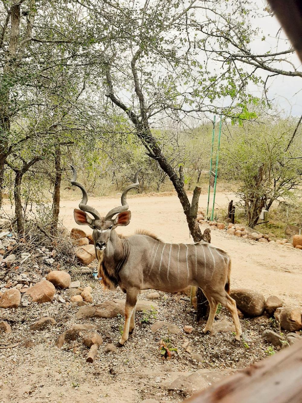 royale marlothi safari lodge