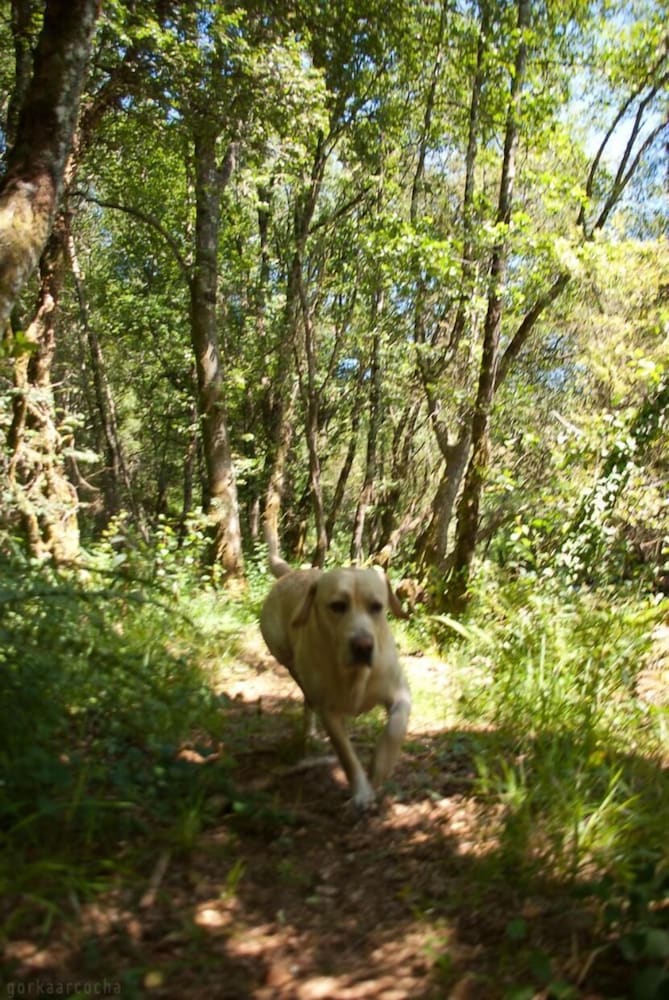 o muino de pena casa rural
