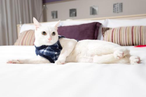 mercure sao paulo pamplona hotel