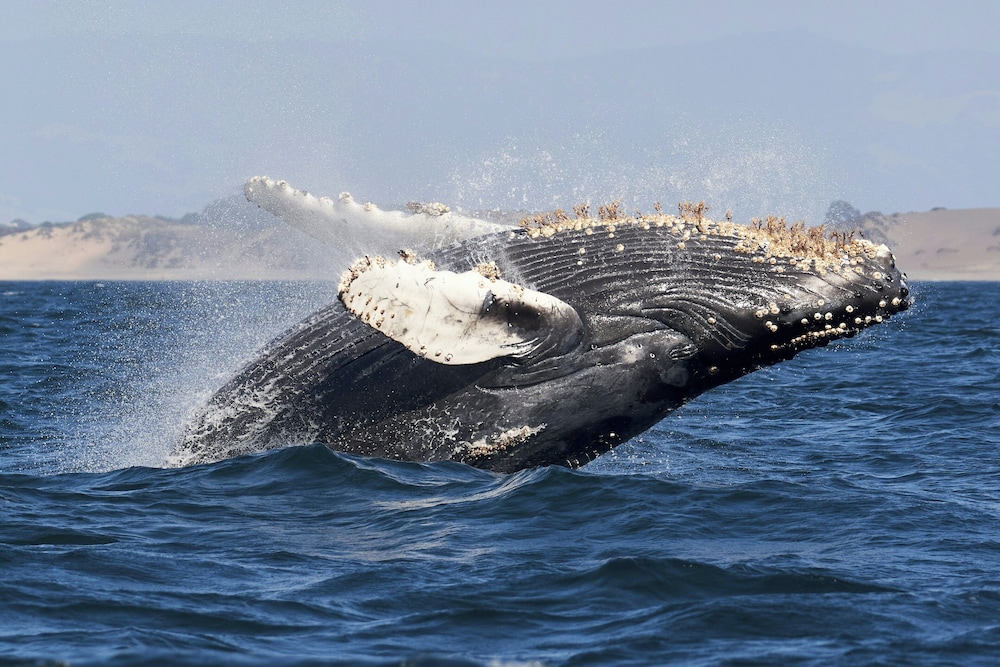 holiday inn express at monterey bay by ihg