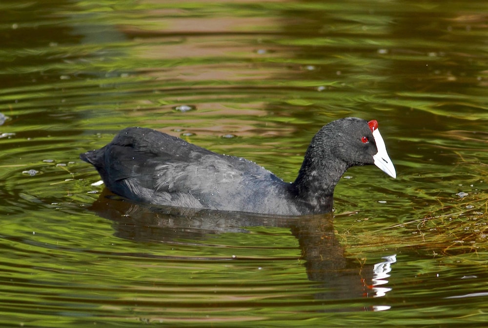 Montagu Vines Guest House,Cape Winelands>>Cape Town,4 star