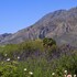 montagu vines guest house