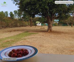 treebo trip pearls resorts