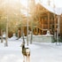buffalo mountain lodge