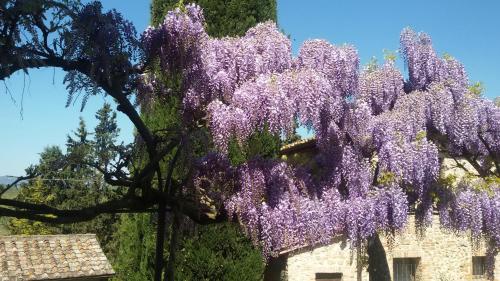 monteriggioni