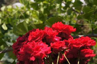 hotel and pension mullers gasthof