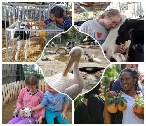 shaar hagolan kibbutz country lodging