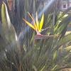 arapey oasis termal