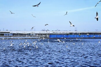 four points by sheraton shanghai fengjing