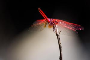 khao sok riverside cottage