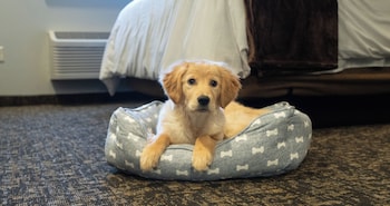 my place hotel randolph vt